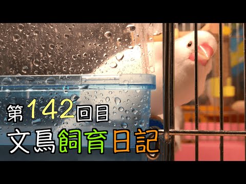 文鳥飼育日記第142回目