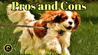 "Pros and Cons: Cavalier King Charles Spaniel"