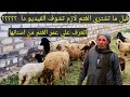 كيف تعرف عمر الغنم من اسنانها 