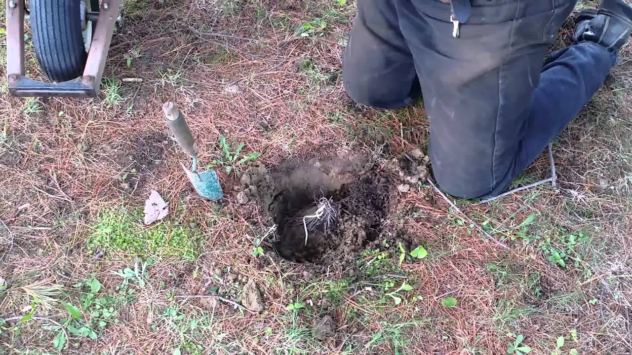 Planting Asparagus Crowns YouTube