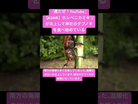 【ASMR】ホシベニカミキリが北上して神社のタブノキを食べ始めている #sdgs #insects #虫の音 #sound #癒し #asmr #yt #chewing #咀嚼音 #japan