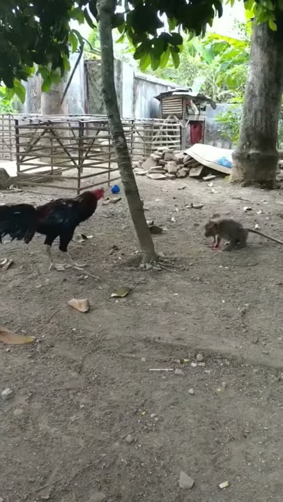 Pertarungan sengit Kera vs Ayam