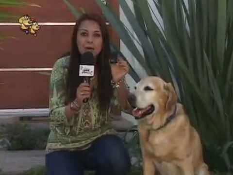 Huellas&Patitas: Programa El Club de Jack y Junior - YouTube