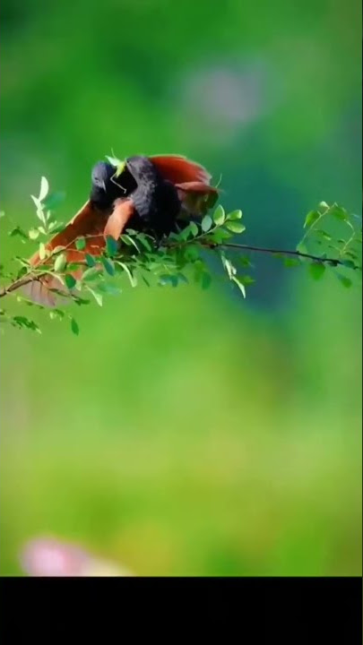 bercinta#burung #burungkicau #pecintaburung #beranda