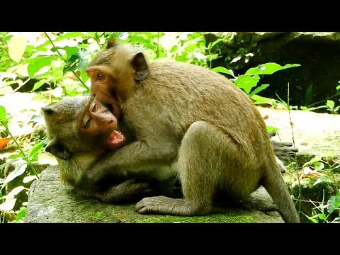 baby monkey pet uk Ah ! Stop Timo ! Jessie look so Hurt , Just Playing , Why Timo Bite neck of Jessie ?