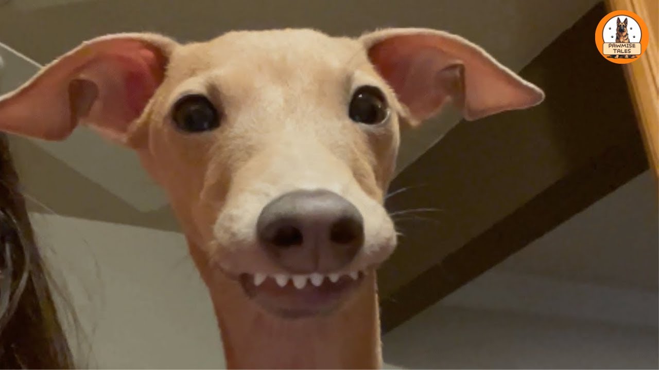 She Wasn’t Wanted in Her First Home…But She Ended Up Changing My Life