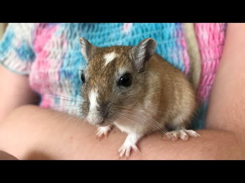 Video: Rambut Gugur Di Gerbil