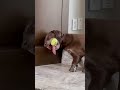 Dog Falls Asleep With Tennis Ball In His Mouth