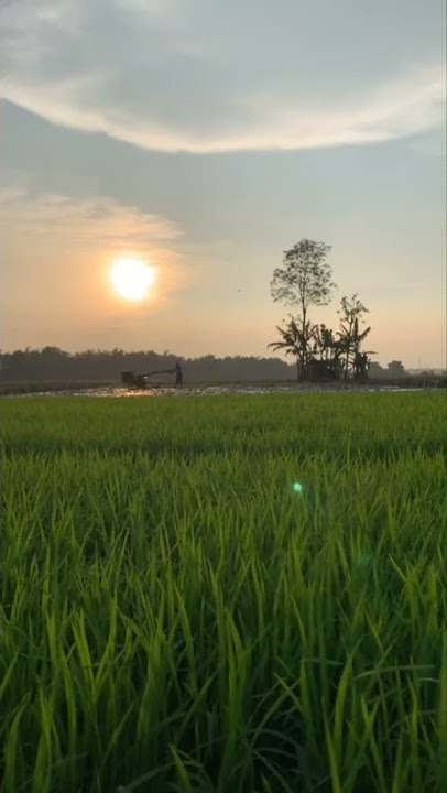 suasana alam #sawah #indah #senja #alam #petani #padi #traktor