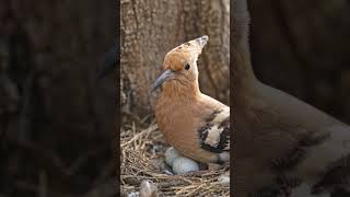Nature's Dark Secret: The Hoopoe's Survival Strategy! 🐦🥚 #shorts