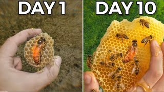 Raising 10,000 Bees (in my home)