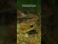 Silent Screams: Unlocking the Mysteries of Ultrasonic Communication in Frogs #science #research