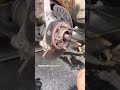 Wheel hub assembly gone 😳 #MechanicLife #WheelHub #WheelBearing #MassachusettsMechanic #AutoRepair
