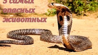 Топ 5 самых опасных животных на планете Топ 5 самых опасных животных на планете