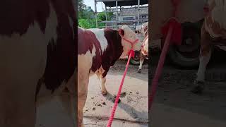 Daily life diary of a rural cattle farmer #271