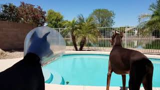 Doberman Hears Police Siren Sound and Joins In :D Howling Dog by Moon Bags 3,675 views 5 years ago 1 minute