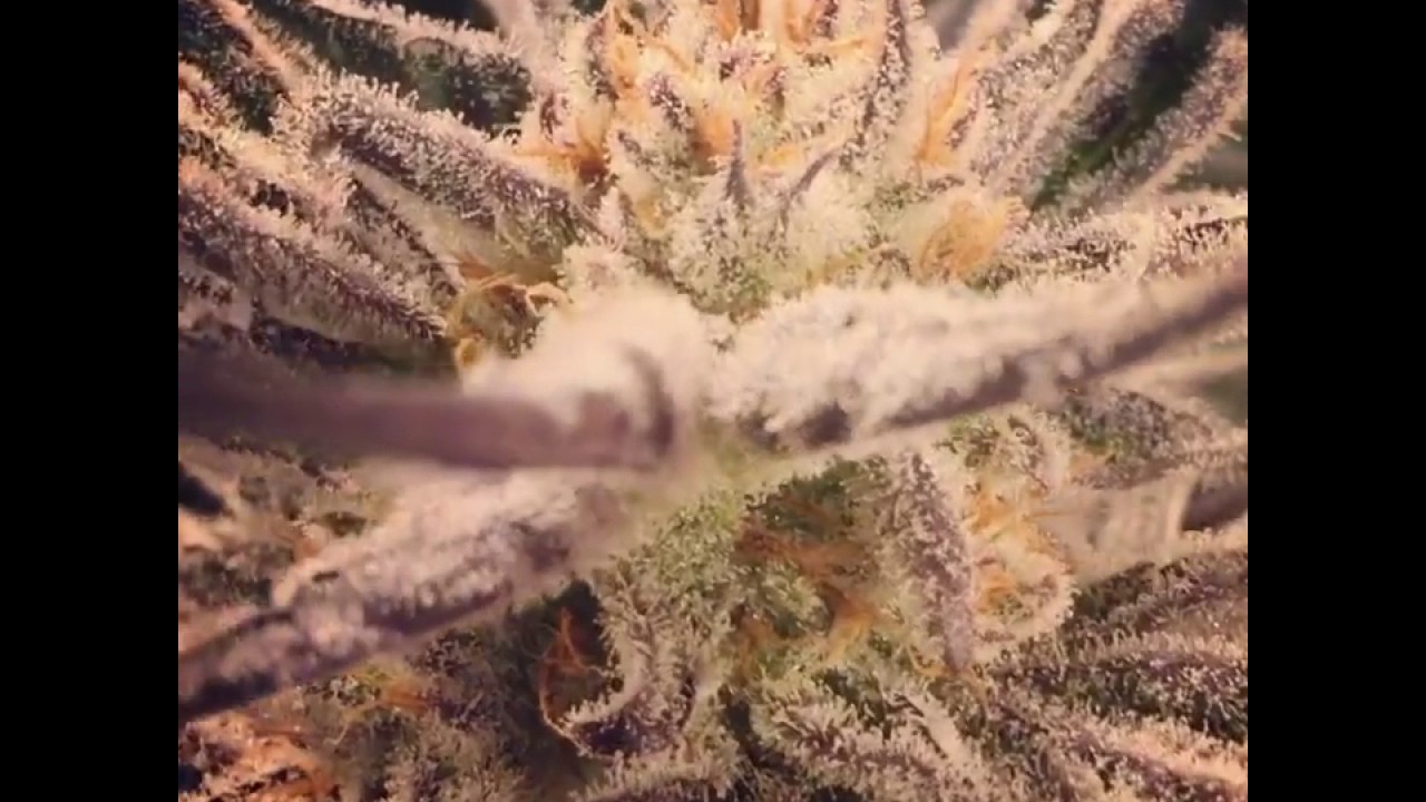 Phontom Cookies by Russian River