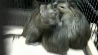デグー20100521