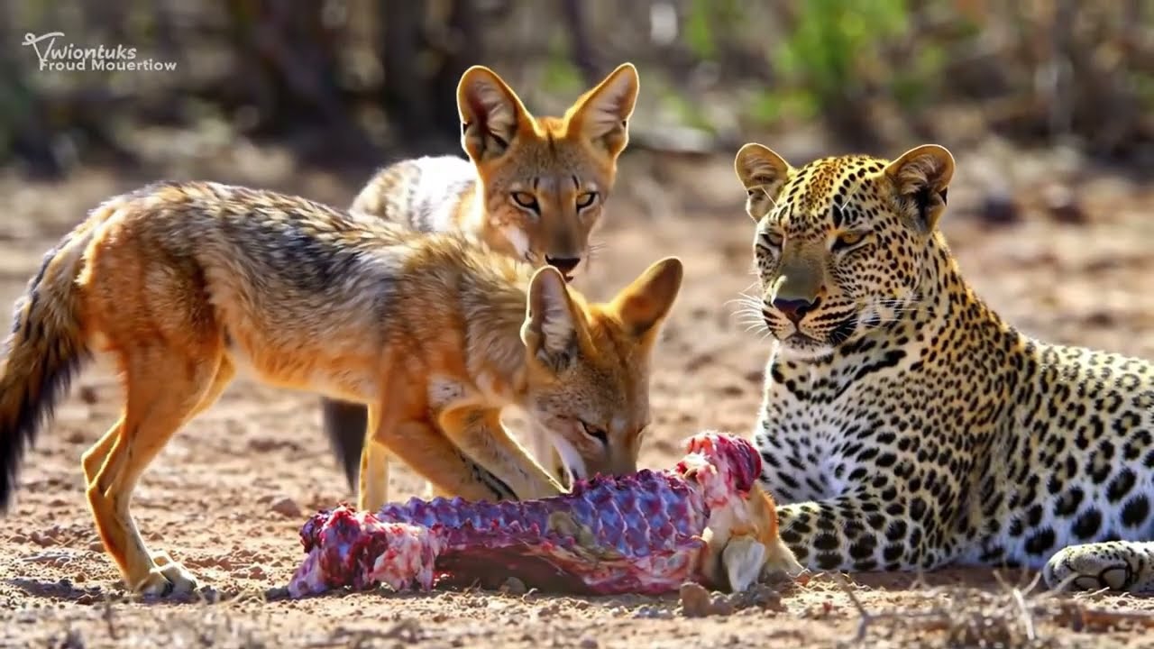 Asian Jungle Animals: Daily Wildlife Lifestyle | 4K Nature Documentary