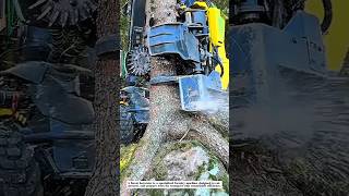 This Machine Harvests Trees in Seconds!