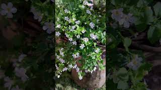 Бакопа в саду (Bacopa).🌼 #flowerworld #цветы #flowers