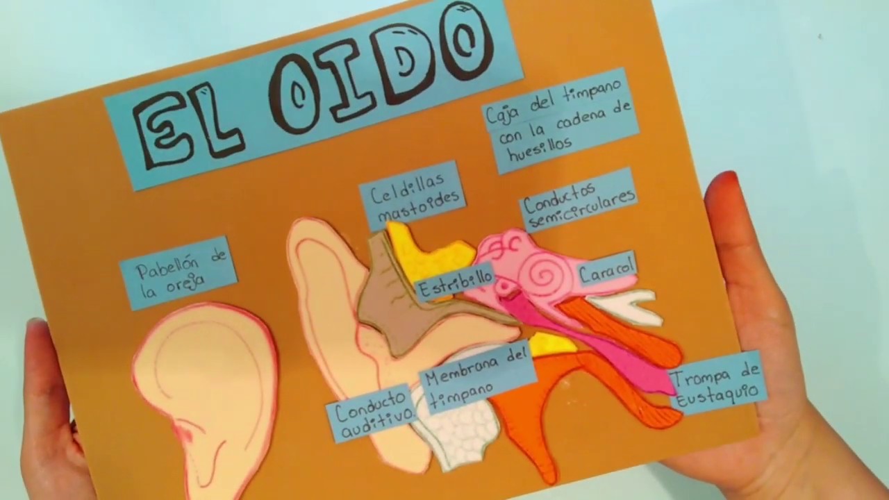 Maqueta facil del oído - YouTube
