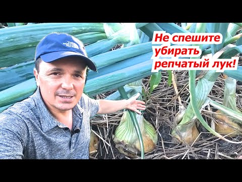 Основные визуальные признаки, что лук пора убирать!