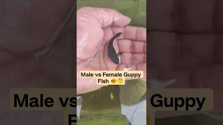How To Identify Male and Female Fish Easily 🐠 #guppyfish #guppybreeding #fishingvideo #mollyfish #yt