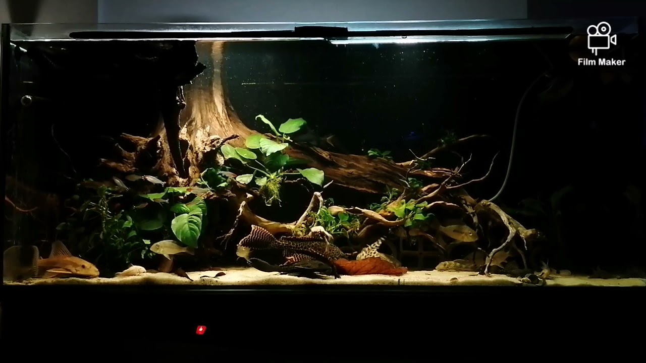 Black water aquarium 300l YouTube