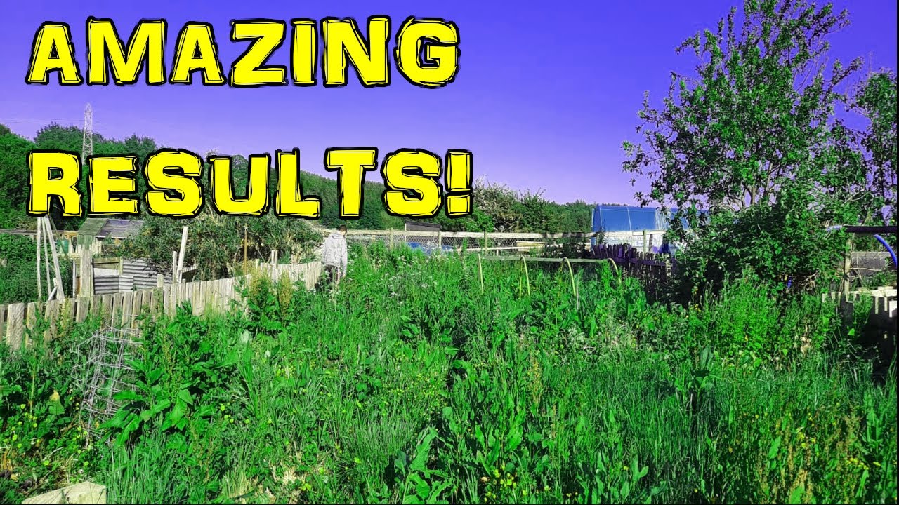 Allotment Transformation | First 9 months! (UK)