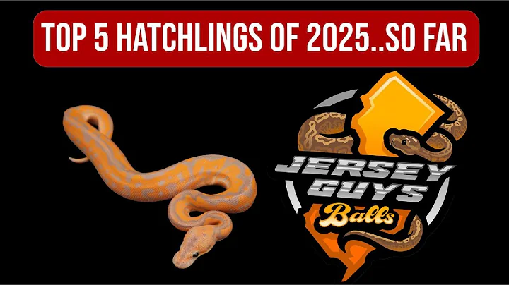 Our Top 5 Hatchlings of 2025... So Far!