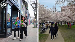 Adelaide to Trinity Bellwoods Cherry Blossoms | Toronto Walk (April 2024)