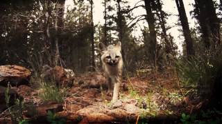 Predator Pursuit Season 3 Le Sequence