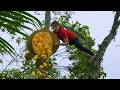 Jackfruit😍Cut, Twist, Bend To Harvest😱Sell And Give Away To See The Buyer's Reaction😲