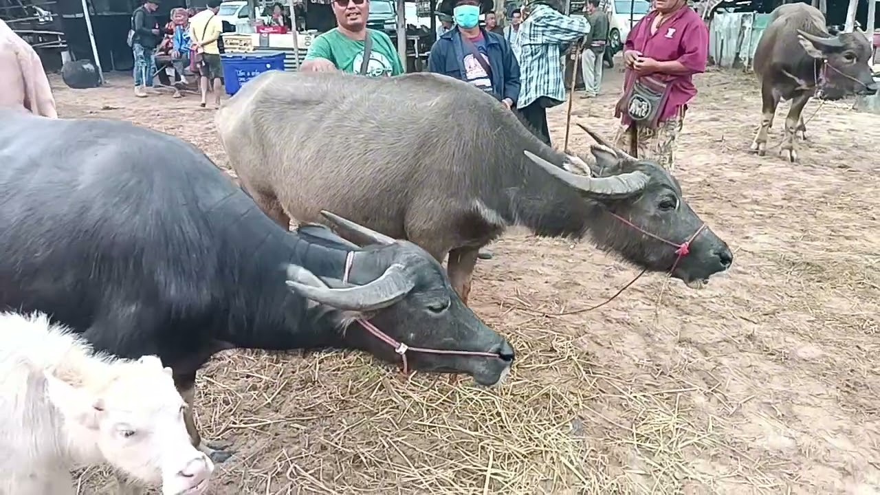 23กพ69ตลาดบ้านเหล่านางาม อ.เมือง จ.ขอนแก่น