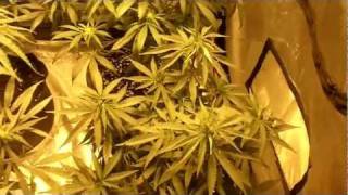 600 Watt Grow Tent #10