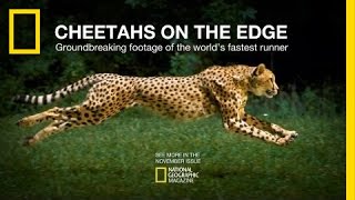 Cheetahs are the fastest runners on planet. combining resources of
national geographic and cincinnati zoo, drawing skills a hollywo...