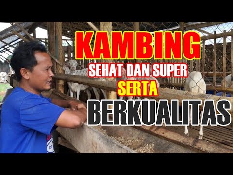 Kandang Ternak Kambing Perawatan Modern 