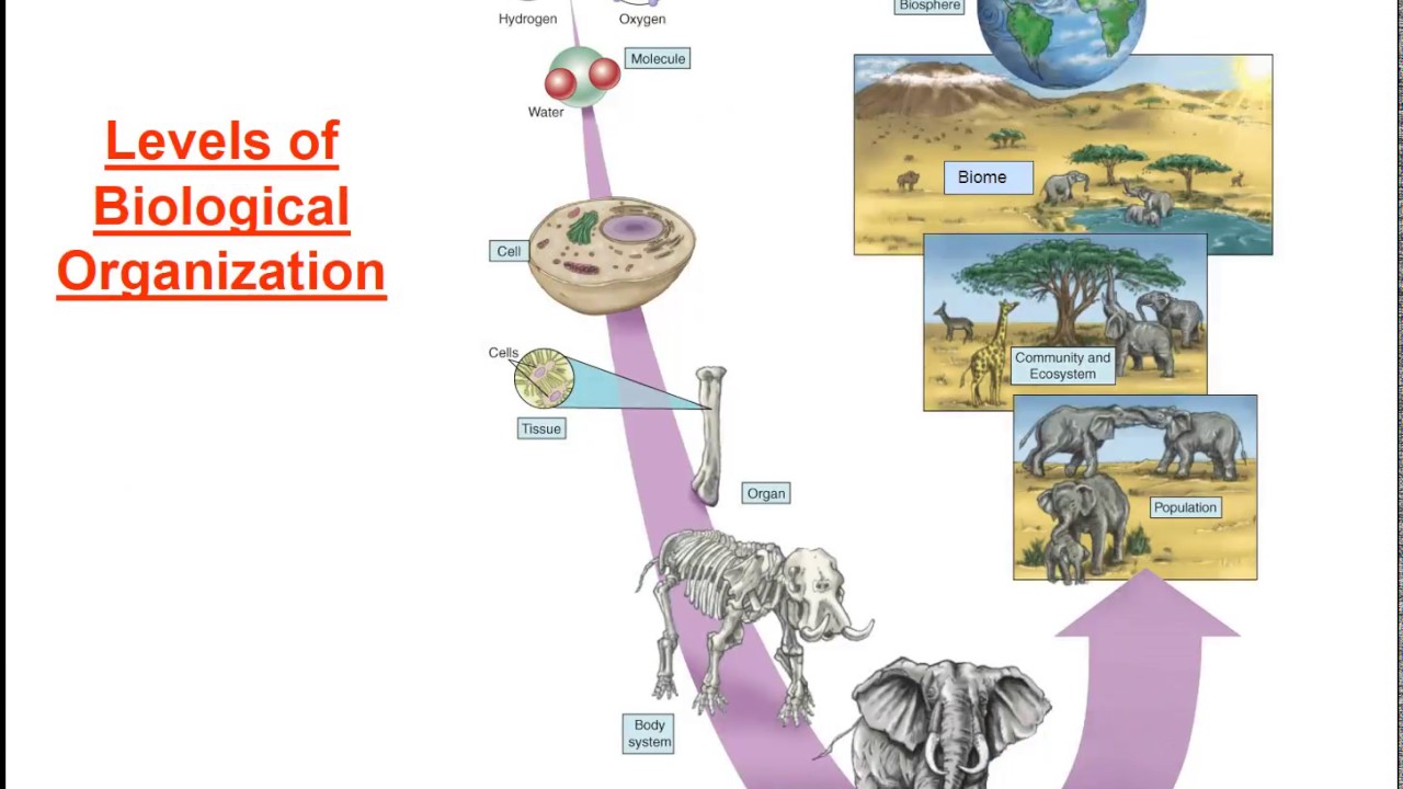 Biosphere Function - YouTube