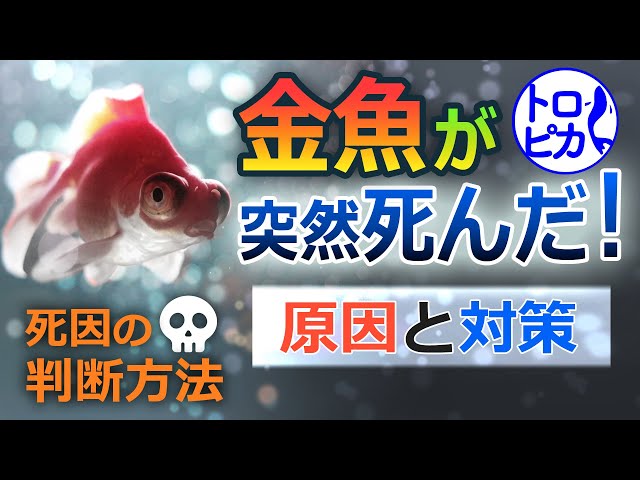 金魚が突然死んだ 原因と対策を紹介 死因の判断方法とは Youtube 金魚が突然死んだ 原因と対策を紹介 死因の判断方法とは Youtube