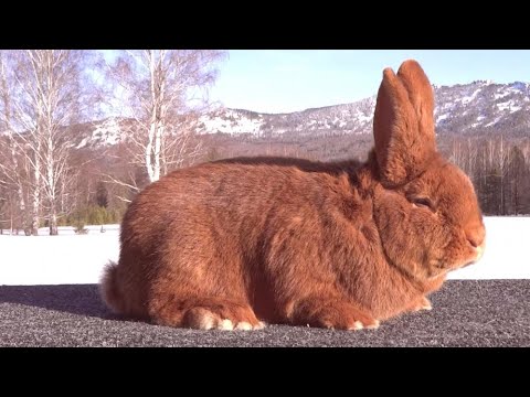 Gaji crvene kuniće zbog Zvezde, pa ih "poklanja grobarima"!