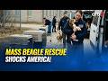 Wisconsin dog breeding facility shuts down as over 2,000 beagles moved to rescue centres
