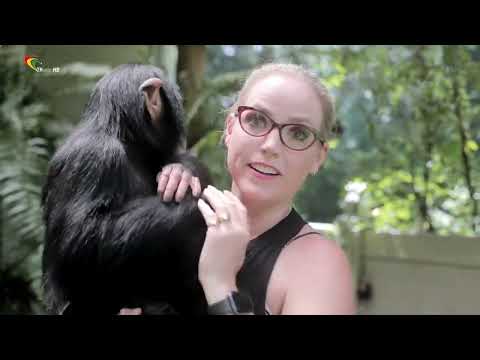 Top chimpanzee 233 Cem tv 27-4-2022