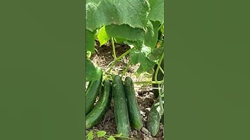 #cucumber farming #vertical farming #vertical cucumber farming