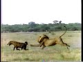 生きもの地球紀行：アフリカ大草原   永遠の宿敵、ライオンとハイエナ