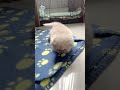 So cute!! Kittens learning to walk #kittens #pets #kittenslovers