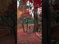 京都の紅葉スポットといえばここ！