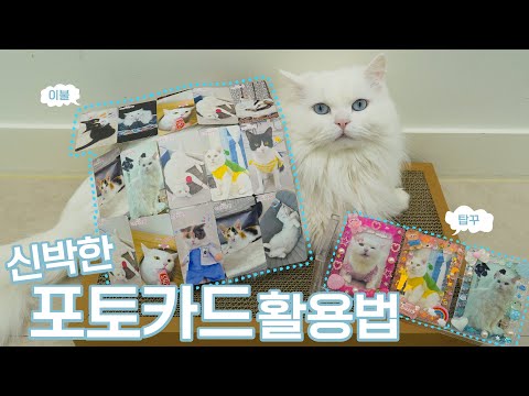 고양이 포토카드 꾸미는 새로운 방법 | 고양이산책