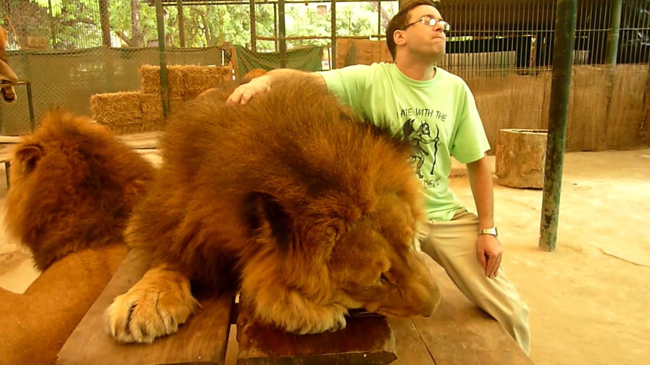 Lujan Zoo, petting lions in 2018 YouTube