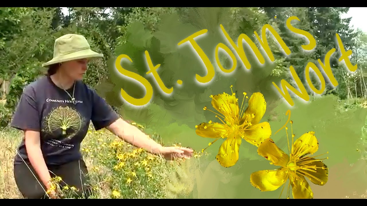 Dr Donna talks about St. John's wort herb in people and pets